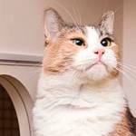 Bella, Luna lead list of King County’s most popular dog, cat names