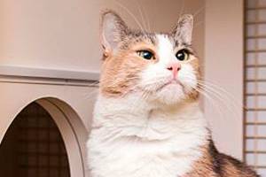 Bella, Luna lead list of King County’s most popular dog, cat names