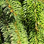 Boy Scouts to pick up Christmas trees in Kent on Jan. 5