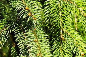 Boy Scouts to pick up Christmas trees in Kent on Jan. 5