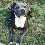 Even though 2-year-old Maggie is a beloved pet, she is subjected to breed-based discrimination in Washington municipalities that ban pit bulls. Proposed legislation would make allowances for well-behaved canines regardless of pedigree. Photo by Tessa Kriechbaumer