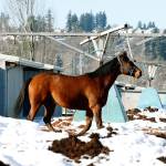 Another horse arrives at Emerald Downs in advance of the 2019 season. COURTESY PHOTO, Emerald Downs