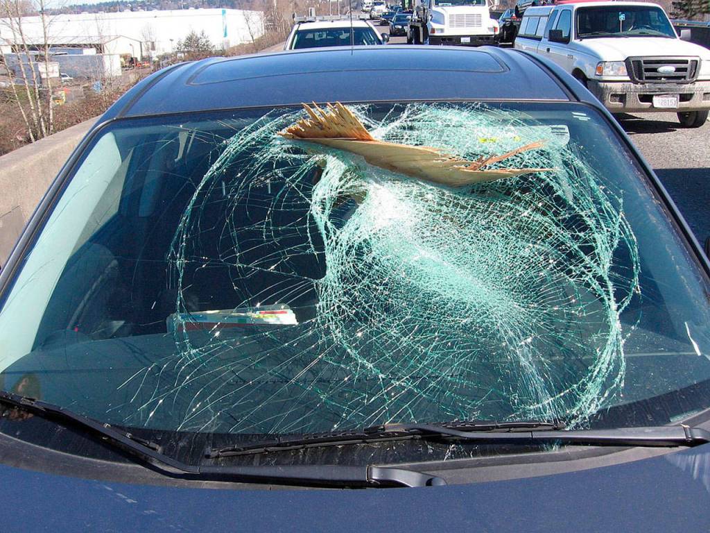A driver suffered only minor scratches from glass splinters after a piece of lumber from an unsecured load went through the vehicles windshield around noon Tuesday along Highway 167 southbound in Kent near the 84th Avenue South exit. The driver of the vehicle that lost the lumber did not stop. COURTESY PHOTO, State Patrol