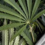 Three plead guilty to trafficking thousands of pounds of illegal marijuana