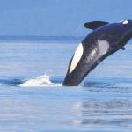 Woman on 17-day fast to spotlight orcas’ plight