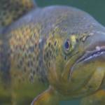 More hatchery fish needed