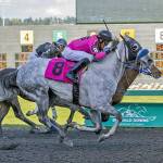 Awhitesportscoat, with Kevin Orozco up, edges Codys Choice to capture the $18,500 Budweiser Purse for 3-year-olds and up Sunday at Emerald Downs. COURTESY TRACK PHOTO