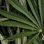 Three members of international drug trafficking conspiracy receive prison sentences