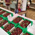 Customers carry out freshly picked strawberries on Saturday from the Al Duris Strawberry Farm along Frager Road South in Kent. MARK KLAAS, Kent Reporter