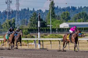 Anyportinastorm, with Juan Hernandez up, runs away with the $50,000 Budweiser Stakes at Emerald Downs in June. The horse has been nominated for the Longacres Mile. COURTESY TRACK PHOTO