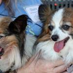 Dog Daze and Feline Fantasies set for Saturday, Aug. 3 at Kent Station