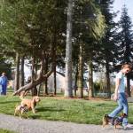 Enhanced Morrill Meadows Park features a leash-free dog park area with a separate section for small or shy dogs. MARK KLAAS, Kent Reporter