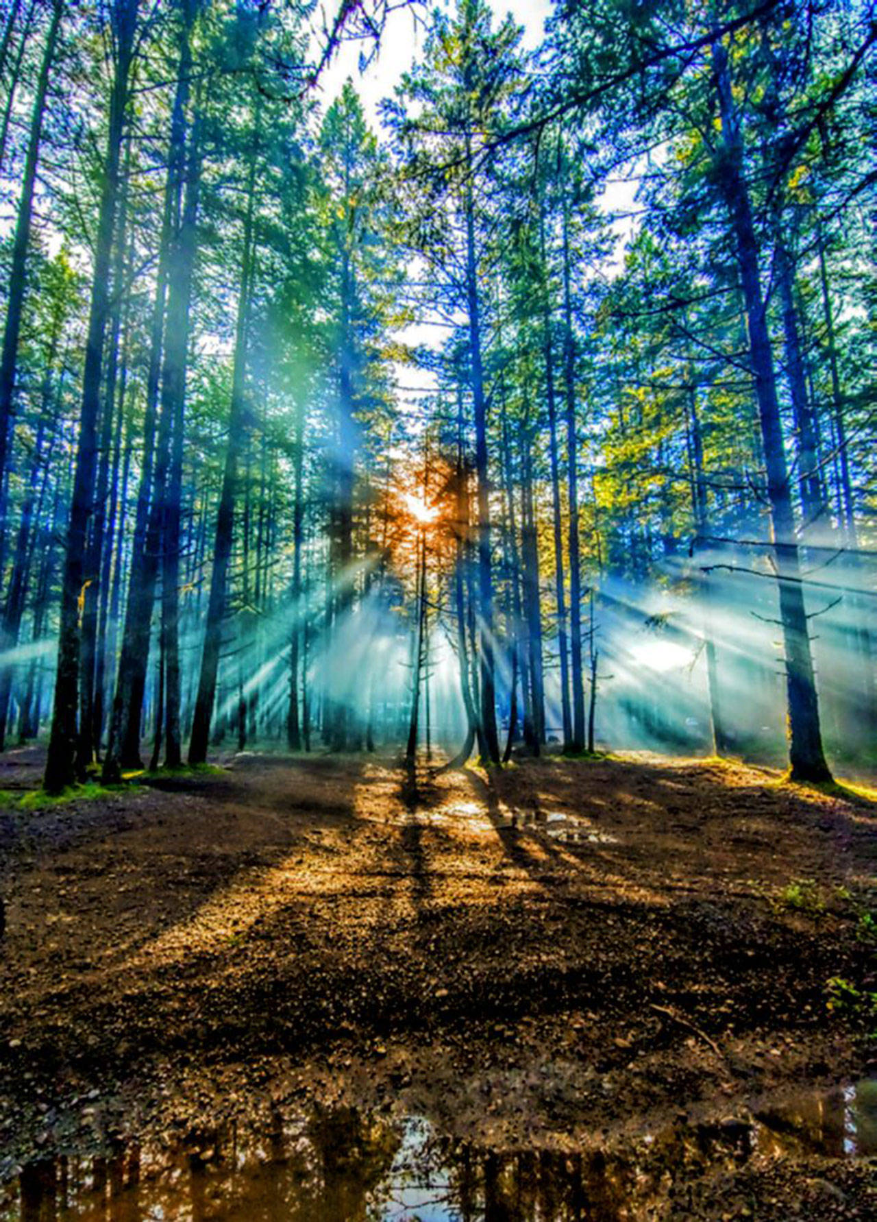 Morning in the Forest, a photograph by Emma LeBlanc. COURTESY PHOTO, City of Kent