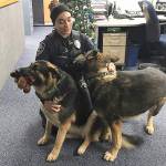 A Kent Police officer entertains two lost German shepherds at the police department until the Covington owners were tracked down. COURTESY PHOTO, Kent Police