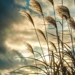 Winds of 20 to 35 mph could hit Kent New Year’s Eve