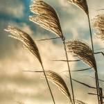 Winds of 20 to 35 mph could hit Kent New Year’s Eve