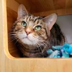 Courtesy Photo, Regional Animal Services of King County