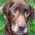 Bella, Charlie most popular pet dog, cat names