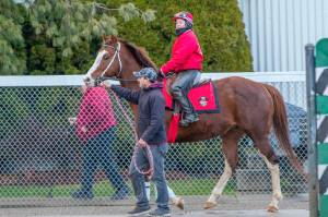 Horses are back: Thoroughbred training begins at Emerald Downs