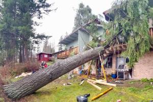 Storm-torn tree crashes into apartment building, injuring man