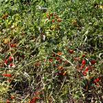 Tomatoes grow in the Paradise Parking Plots Community Garden. STEVE HUNTER, Kent Reporter
