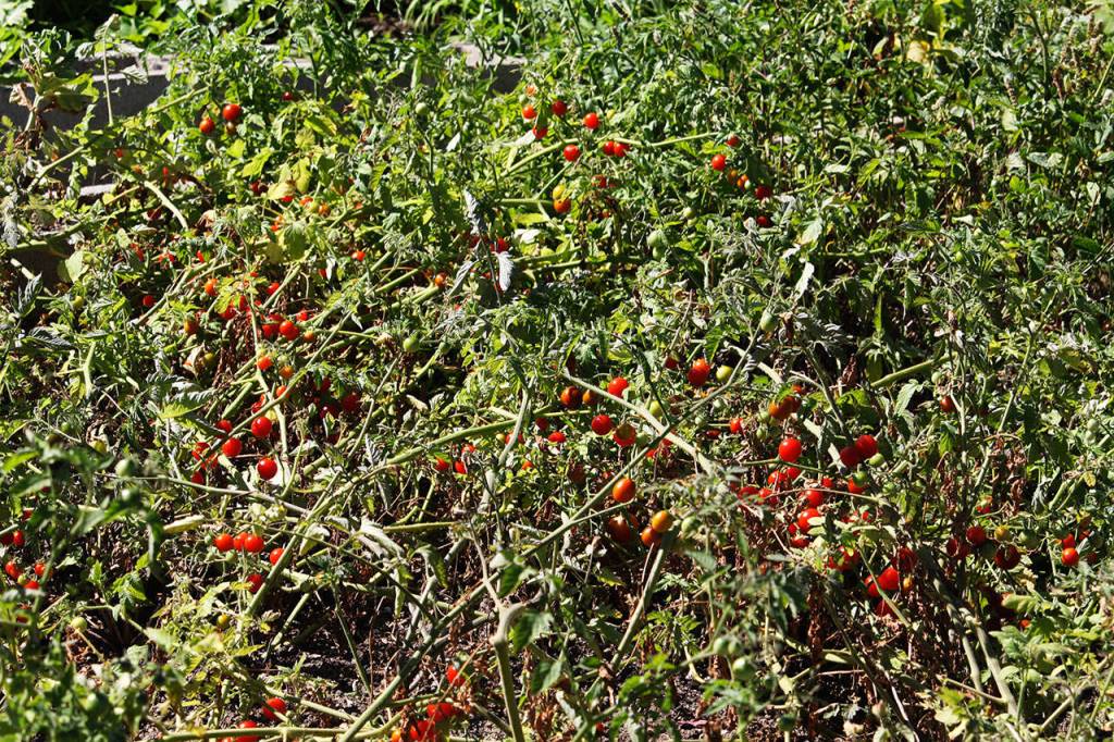 Tomatoes grow in the Paradise Parking Plots Community Garden. STEVE HUNTER, Kent Reporter