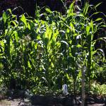 Corn grows at the Paradise Parking Plots Community Garden next to Hillside Church, 903 E. James St., in Kent. STEVE HUNTER, Kent Reporter