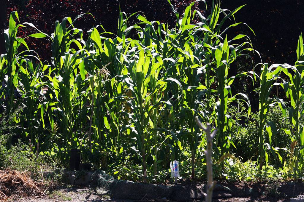 Corn grows at the Paradise Parking Plots Community Garden next to Hillside Church, 903 E. James St., in Kent. STEVE HUNTER, Kent Reporter