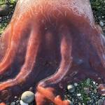 Possible rare ‘seven-armed octopus’ found on Whidbey beach