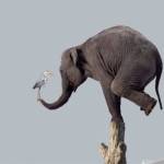 An artists conception of the proposed sculpture that was to be placed in the Federal Way pedestrian plaza of the incoming Federal Way Link Extension. Courtesy Graphic