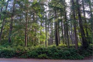 Looking east from Weyerhaeuser Way S. to where Warehouse B will be situated, this area will have a 50-foot buffer from the road and the remaining trees in the background will be removed. Photo courtesy of Cindy Flanagan