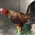 One of the roosters removed in 2020 from a Kent property by Regional Animal Services of King County during an investigation of the birds being raised and sold for cockfighting. COURTESY PHOTO, Regional Animal Services of King County