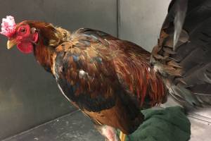Courtesy Photo, Regional Animal Services of King County