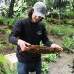 Pedro Miola inspects the panel to ensure the bees are healthy. (Photo by Cameron Sheppard)