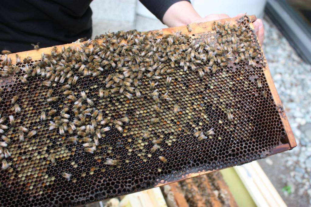 Pedro Miola displays the mosaic of different kinds and colors of pollen the bees collected. (Photo by Cameron Sheppard)