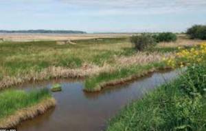 An estuary of Puget Sound. Photo courtesy Washington Department of Ecology.
