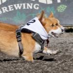 Angus and another corgi are neck and neck during a race July 25 at Emerald Downs. COURTESY PHOTO, Emerald Downs