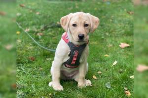 Three-month-old yellow lab Daisy is part of the Cadence at Kent-Meridian Furtissimo Pet Program, sharing comfort and cuddles with residents.