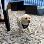 Daisy exploring her new home at Cadence at Kent-Meridian.