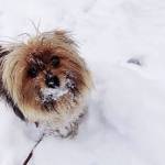 This dog seems to be just fine in the snow. COURTESY PHOTO, Tammie Angove