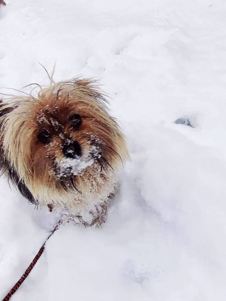 This dog seems to be just fine in the snow. COURTESY PHOTO, Tammie Angove