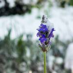 Despite the snow and cold, a lavender plant still blooms. COURTESY PHOTO, Alisha McGraw
