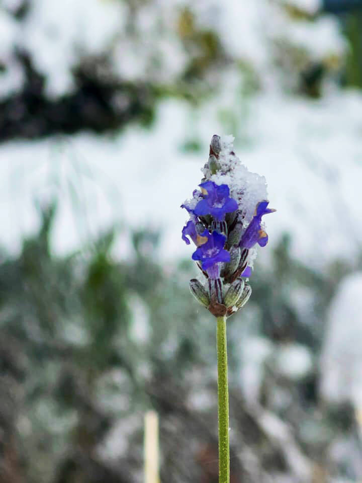 Despite the snow and cold, a lavender plant still blooms. COURTESY PHOTO, Alisha McGraw