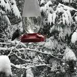 A bird seeks a drink in the snow and cold. COURTESY PHOTO, Grace Gallant