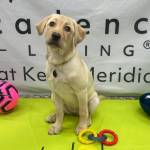 Daisy, the four-month old yellow lab, is using the Olympics as inspiration in her training for Cadence at Kent-Meridian’s Furtissimo Pet Program.