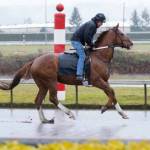 Windribbon, with exercise rider Coco Lopez in the saddle, splashes over a sloppy opening day track for training Monday, Feb. 28 at Emerald Downs in Auburn. COURTESY PHOTO, Emerald Downs