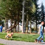 Renovations are planned for this summer at Morrill Meadows Park in Kent. Renovations were done in 2019 that included an enhanced leash-free dog park area. FILE PHOTO, Kent Reporter