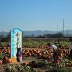 A family snaps a photo at the How tall this fall? measuring sign on Sunday, Oct. 16. Olivia Sullivan/Sound Publishing