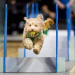 Lucy Storm wows the crowd with her athletic prowess at last years Petpalooza festival at Game Farm Park in Auburn. The festival returns to the park Saturday, May 20 between 9 a.m. and 5 p.m. Photo courtesy of Auburn Arts, Parks and Recreation.