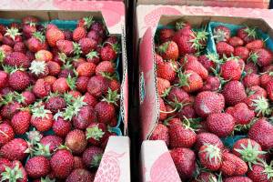 The Kent Farmers Market returns Saturday, June 17 and will run from 9 a.m. to 2 p.m. each Saturday through Sept. 19. COURTESY PHOTO, Kent Farmers Market